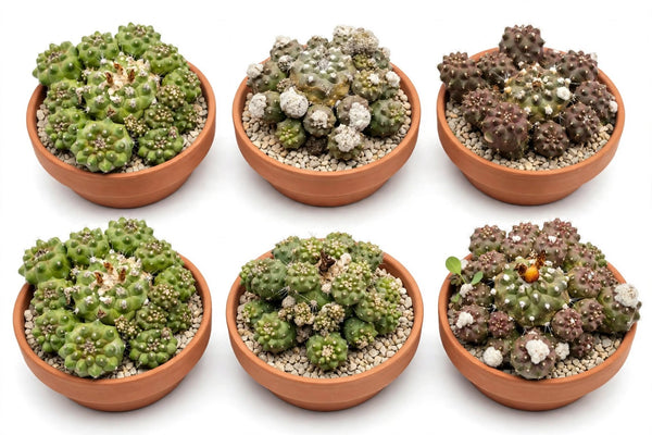 Copiapoa Humilis