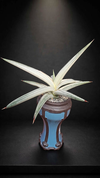 Sansevieria Platinum Bella