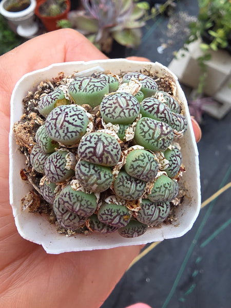 Conophytum wittebergense (often classified as Conophytum minimum 'wittebergense') i