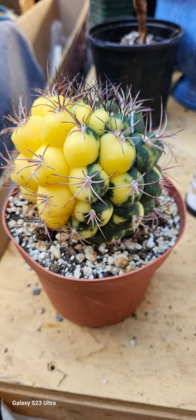 Gymnocalycium Saglionis Variegated 6"