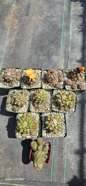 Copiapoa leonensis