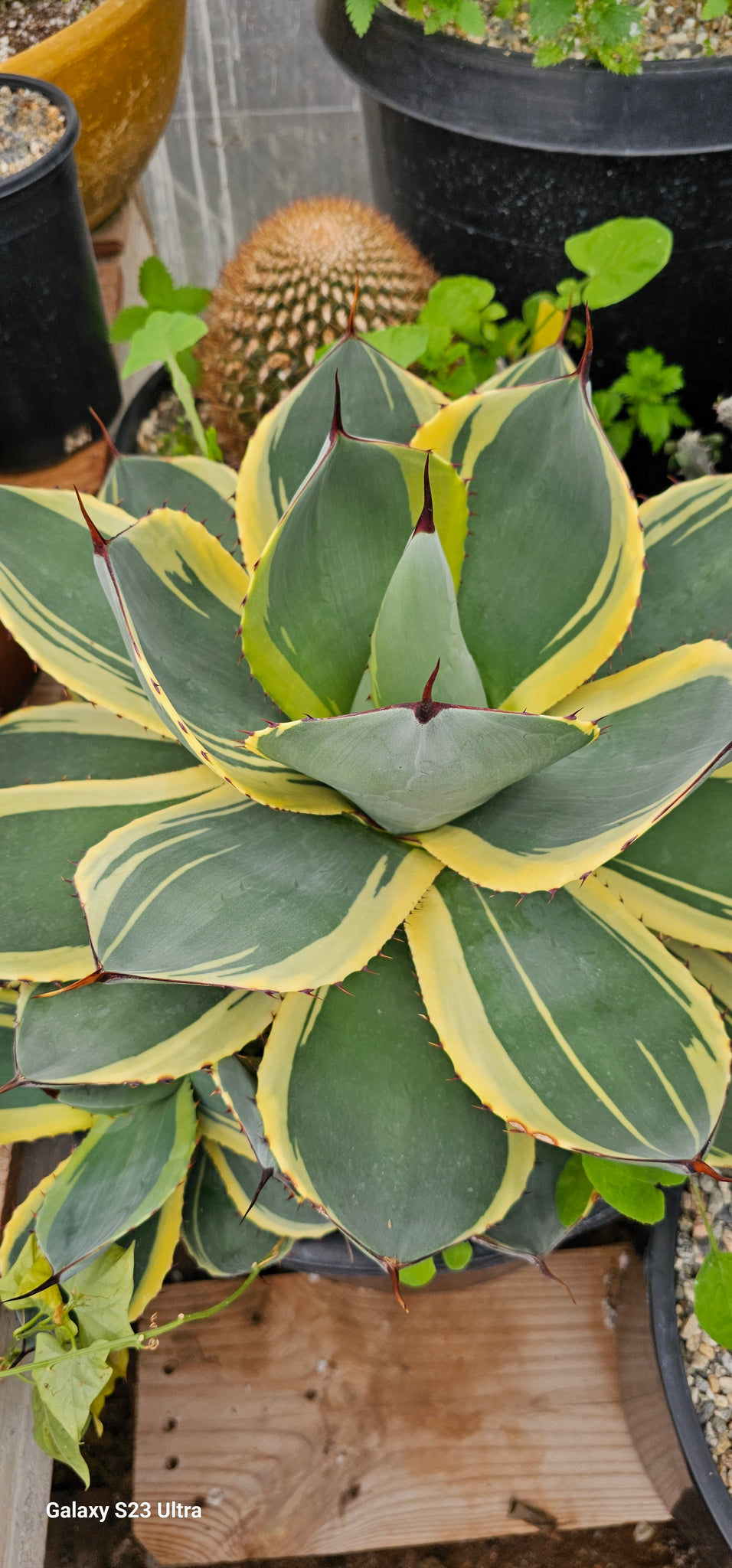 Agave parryi truncata Variagated (rare)