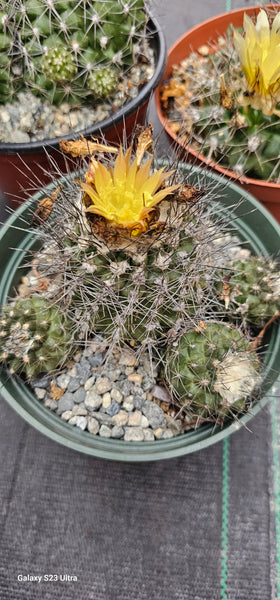 Copiapoa paposoensis