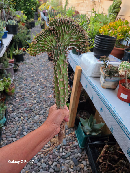 Crested Euphorbia Viguieri
