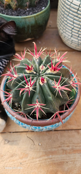 Devil Tongue Barrel Cactus
