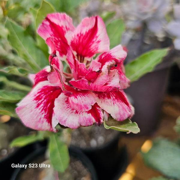 Adenium obesum