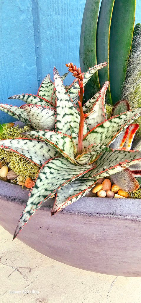 candy cane succulent planet desert Aloe Candy cane – AceMegaSucculents
