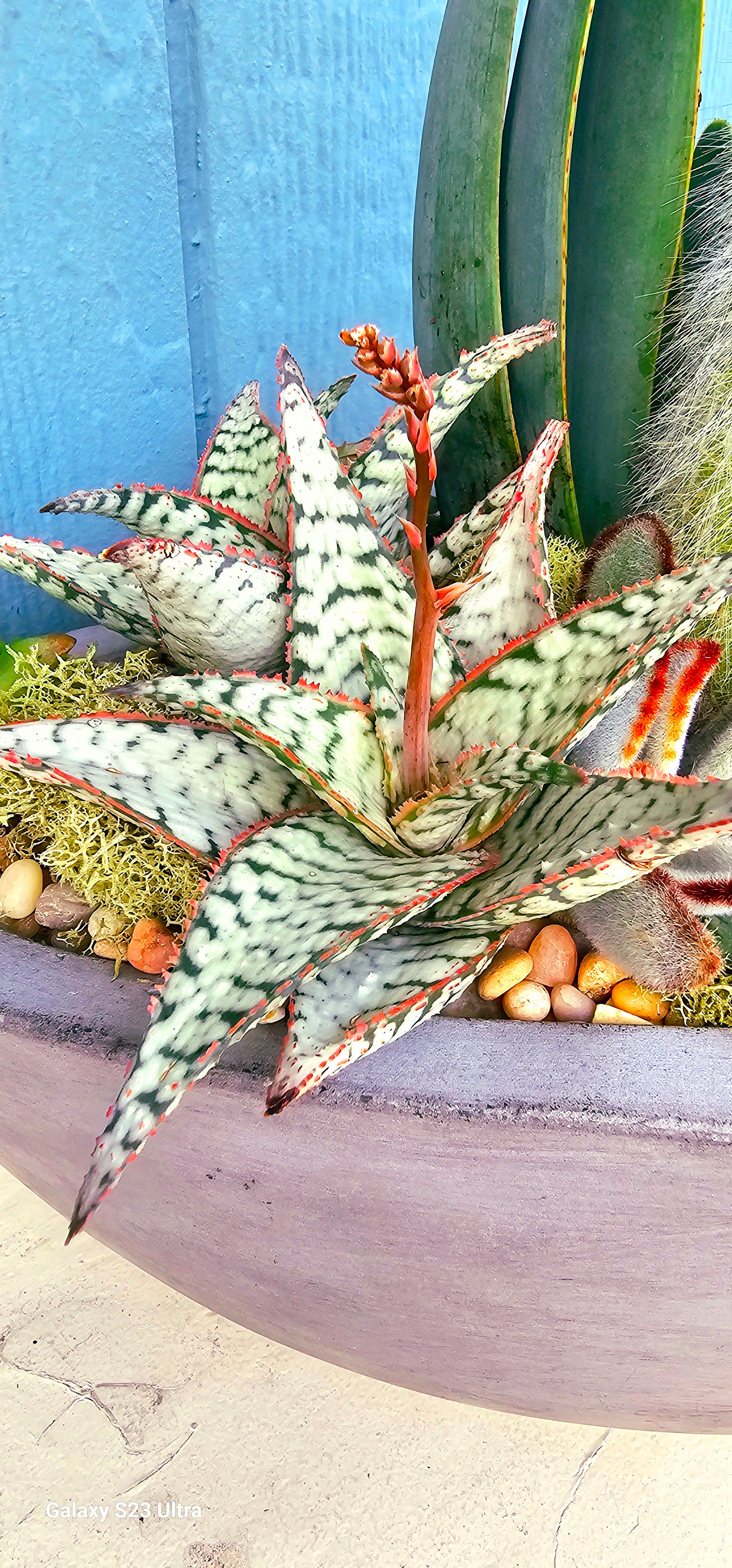 aloe様 Aloe – Tagged 