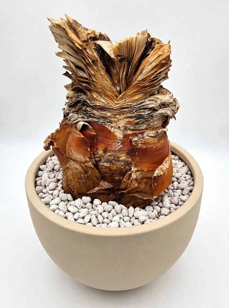 Boophone disticha