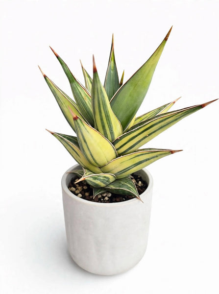 Sansevieria Penguin