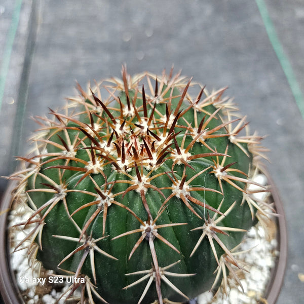 Melocactus Conoideus