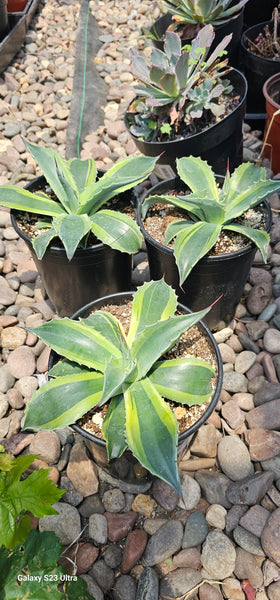 agave ovatifolia whale's tongue