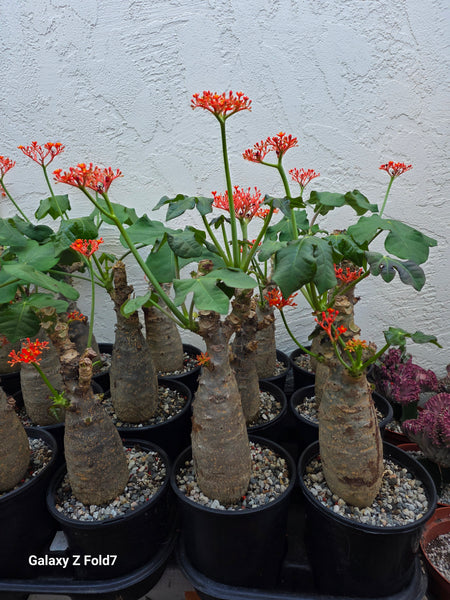Jatropha podagrica (Buddha Belly plant)