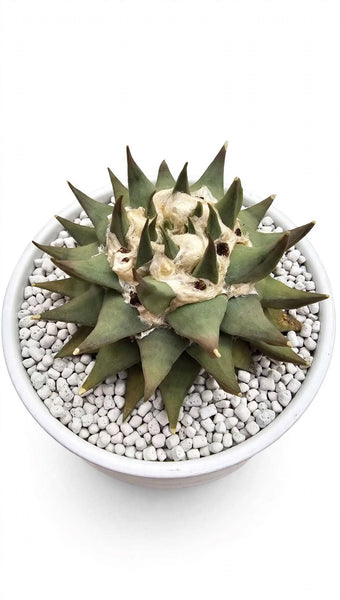 Ariocarpus trigonus 7"