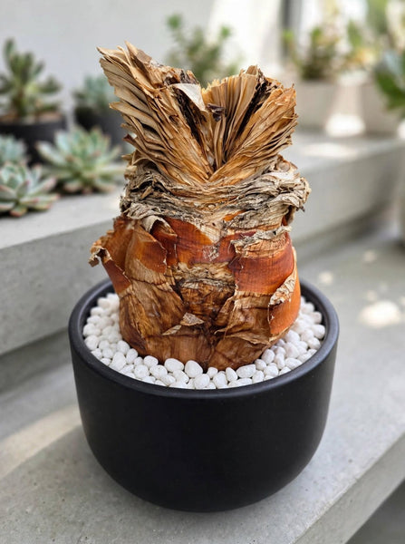 Boophone disticha