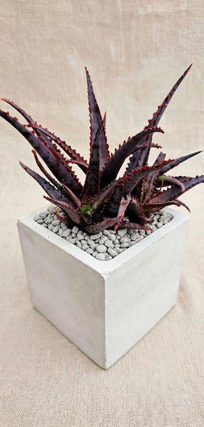 Aloe Divaricata 'diablo" 1gal
