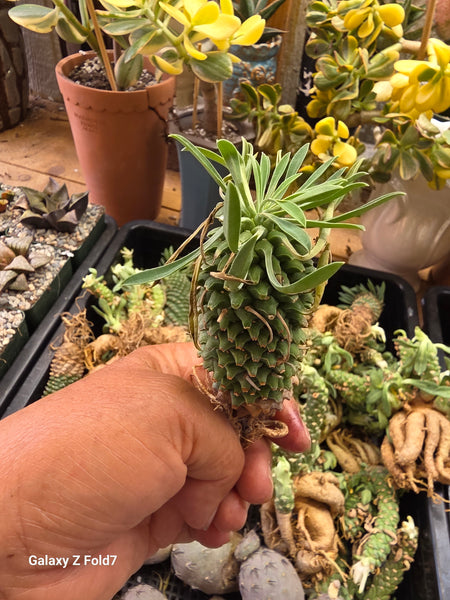 Euphorbia sotetsu kirin