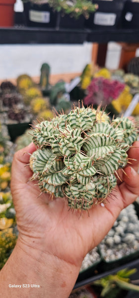 Euphorbia meloformis