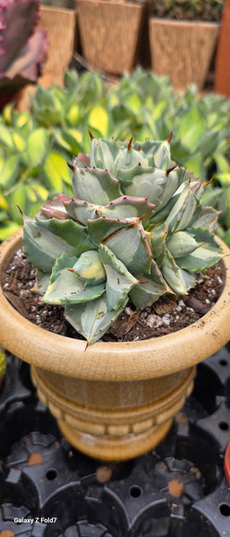 Agave isthmensis Ohi Raijin Shiro Nakafu