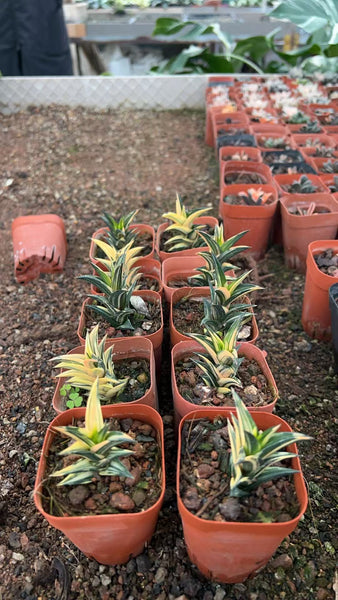 Haworthia Viscosa Variegated