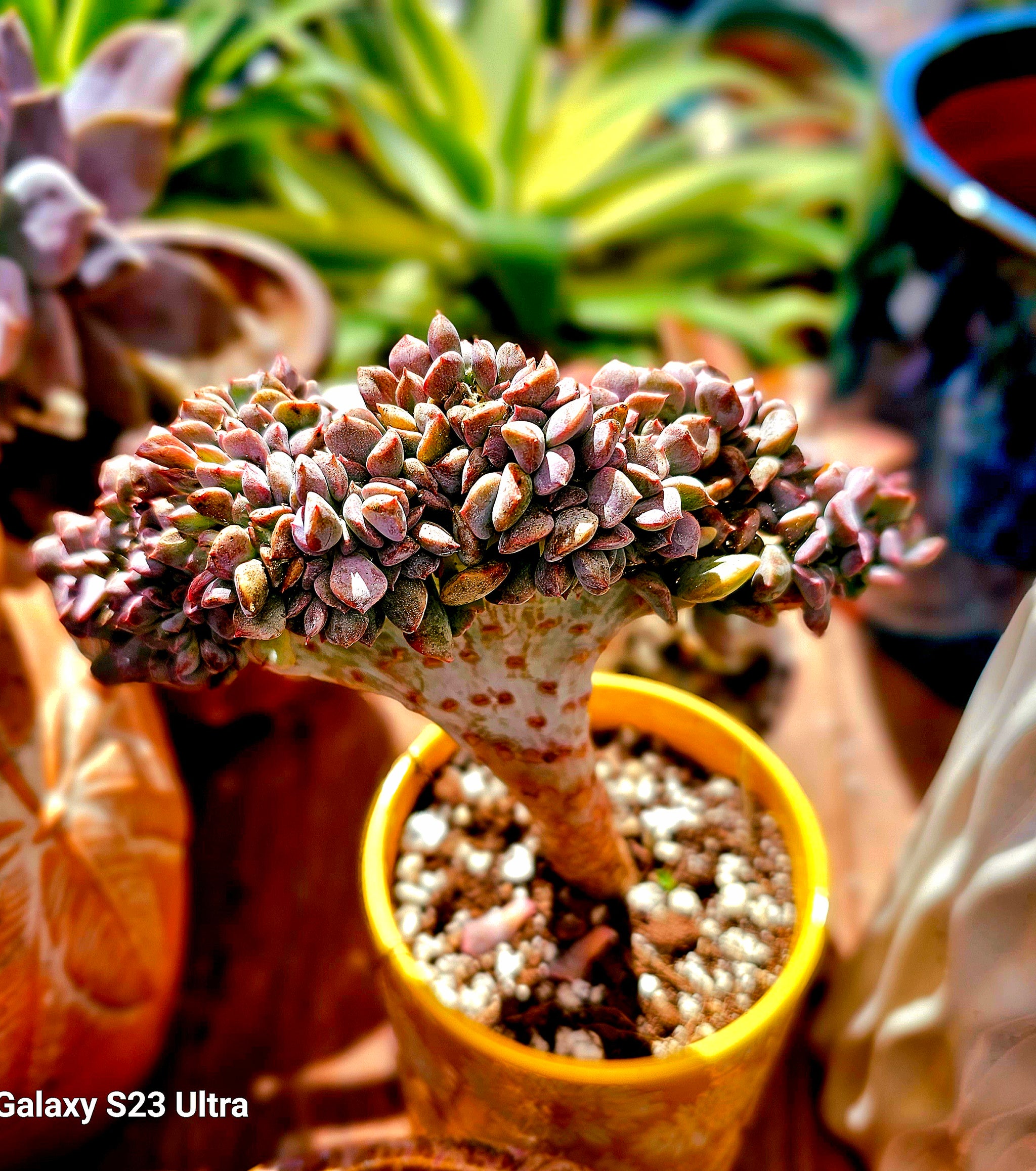 Cubic frost crested – AceMegaSucculents