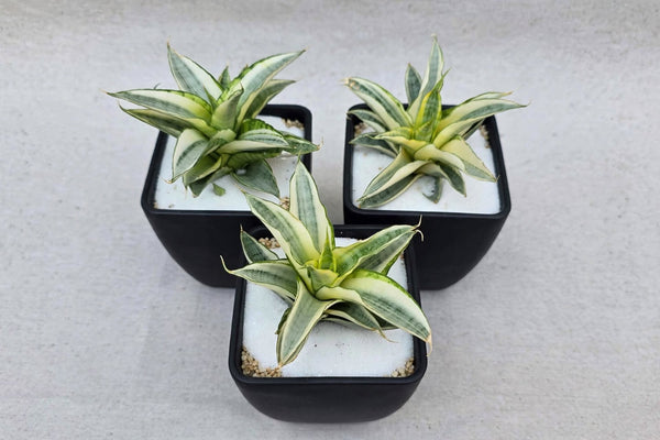 Sanseveria Gabriella