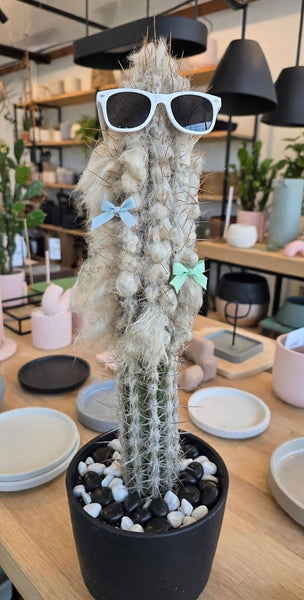 Pilocereus Palmeri (Rooted ) 14-18 tall
