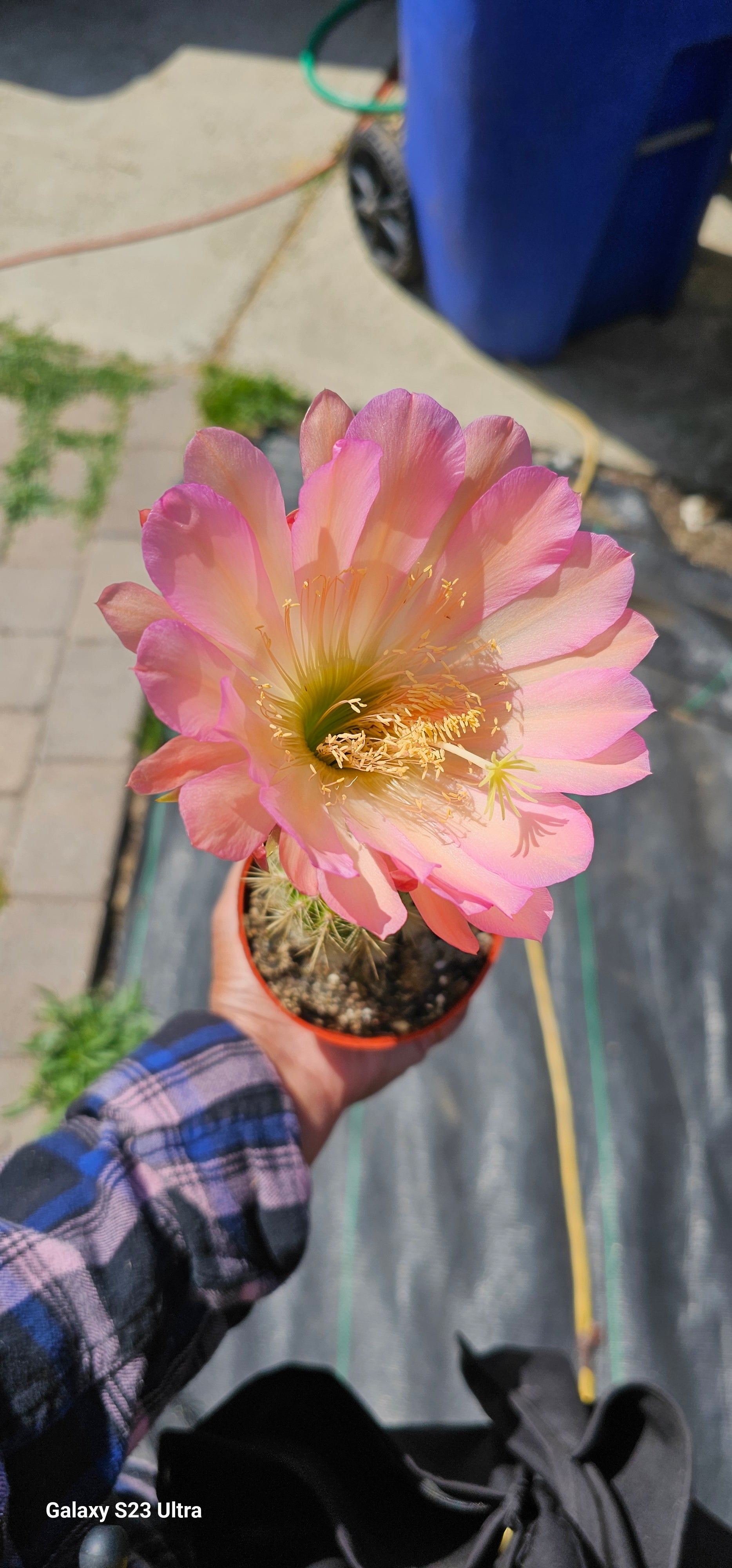 Hans Britsch Trichocereus Hybrids – AceMegaSucculents