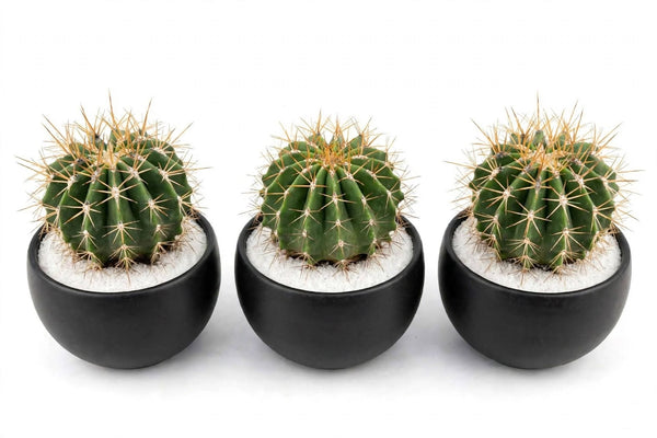 FERROCACTUS Schwarzii