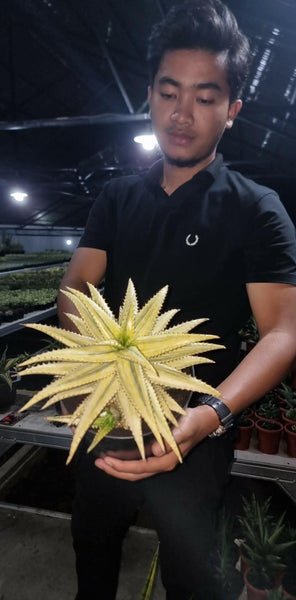 Rare Aloe Jacunda