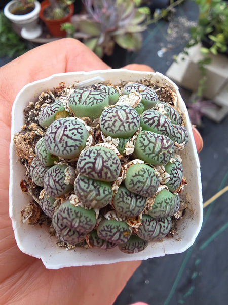 Conophytum wittebergense (often classified as Conophytum minimum 'wittebergense') i