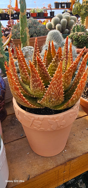 Aloe Apache
