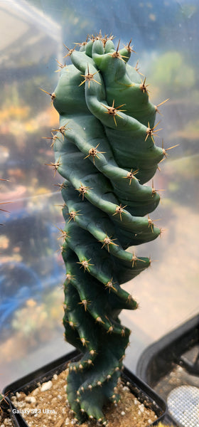 SPIRAL CACTUS