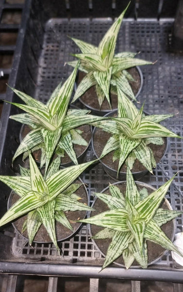 Sanseveria Bianca