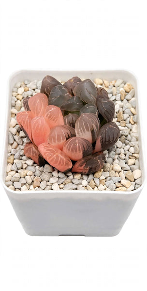 Rare Haworthia