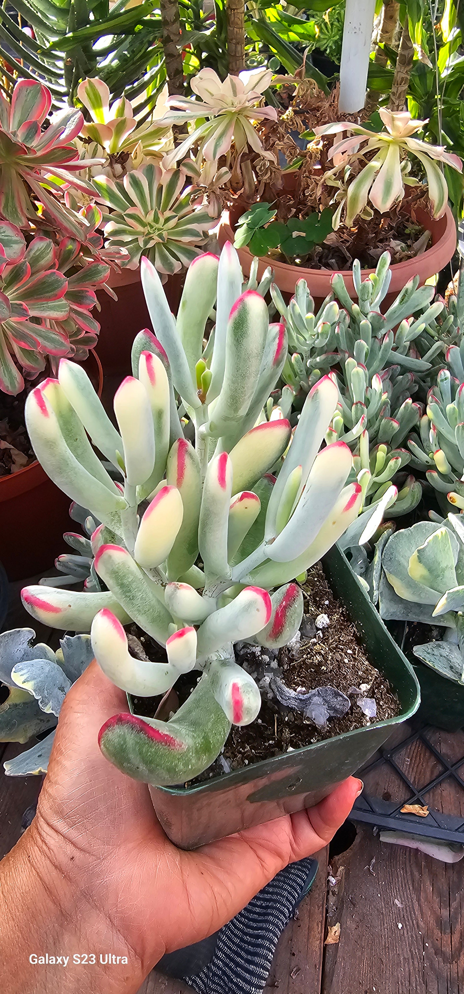 cotyledon orbiculata variegated succulent Cotyledon orbiculata cv. Long Leaf Variegated – AceMegaSucculents