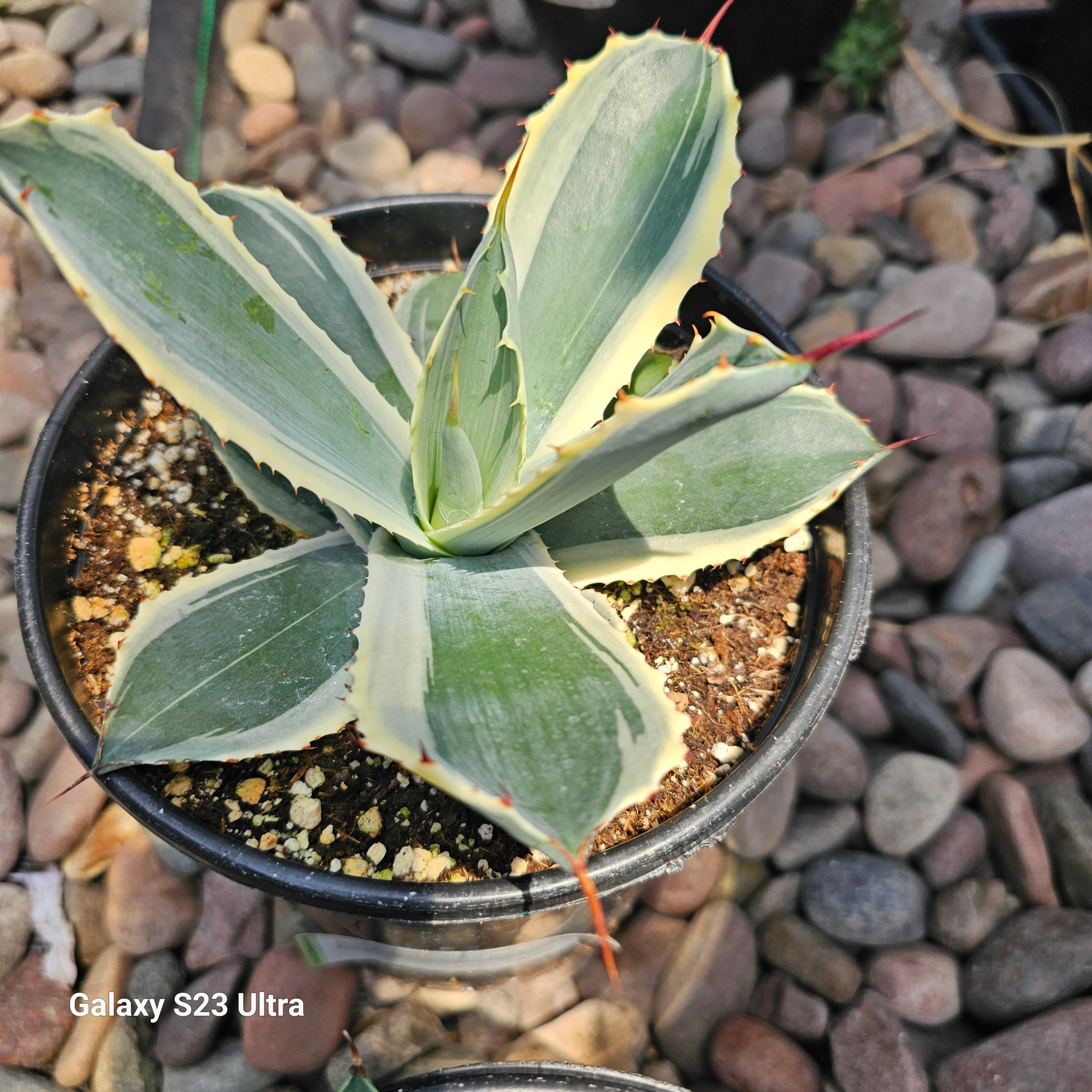 Agave potatorum 'Snowfall – AceMegaSucculents