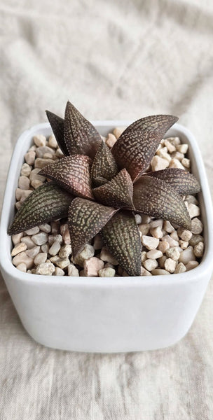 Rare Hybrid Haworthia