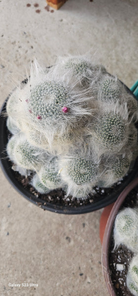 Mammillaria Hahniana Old Lady Cactus