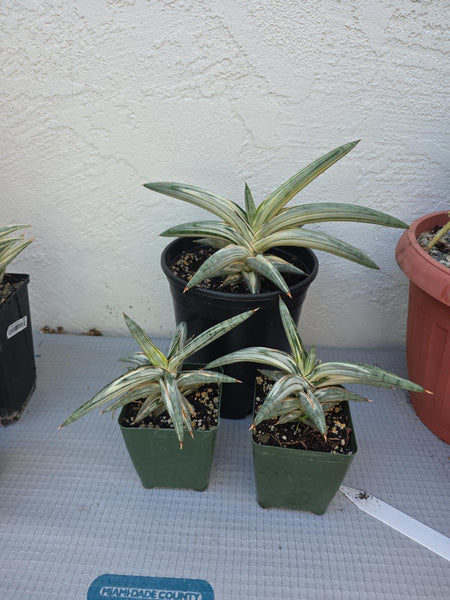 SANSEVIERIA BLUE CLONE WHITE