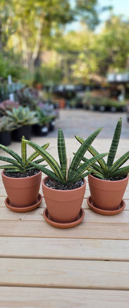 Sanseveria Boncel 1 gal
