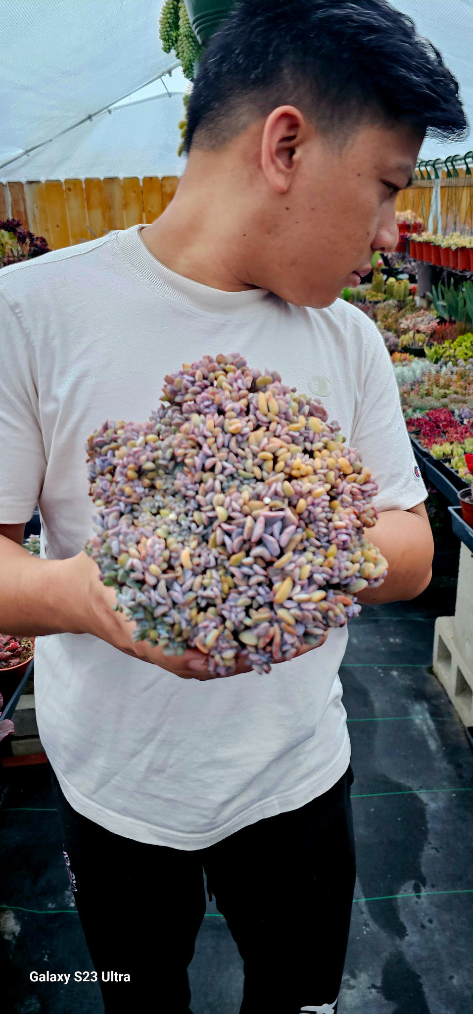 Crested cubic frost