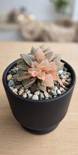 Hybrid Haworthia