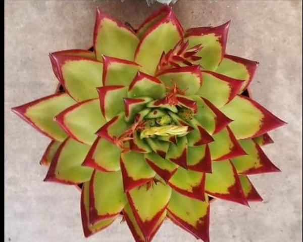 Echeveria Agavoides Lipstick