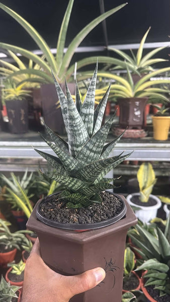 Sanseveria Ghania
