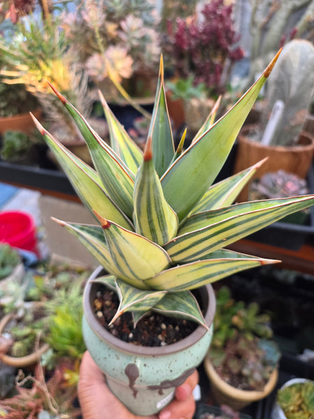 Sansevieria Penguin
