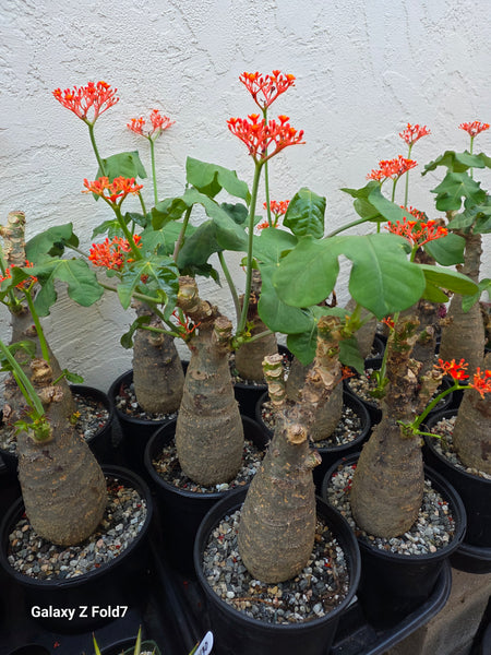 Jatropha podagrica (Buddha Belly plant)