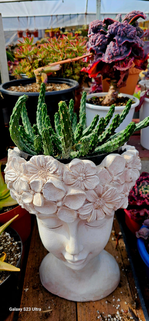 medusa plant pot Euphorbia inermis hybrid Medusa – AceMegaSucculents