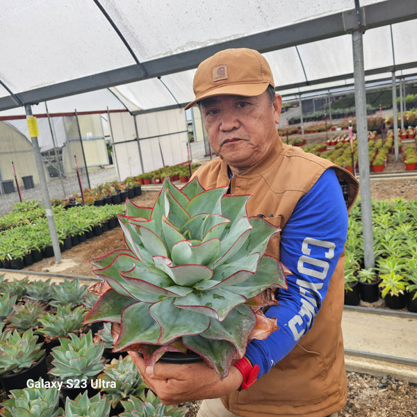 Echeveria Fire and Ice