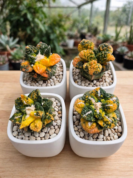 Ariocarpus fissuratus var. lloydii 'Godzilla' variegated (grafted)